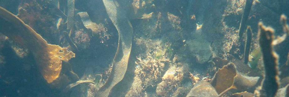 vokste innimellom disse to strukturerende artene. De mest vanlige av disse småvokste algene var krusflik (Chondrus crispus), rugl (Corallinaceae), rekeklo (Ceramium rubrum) og havsalat (Ulva lactuca).