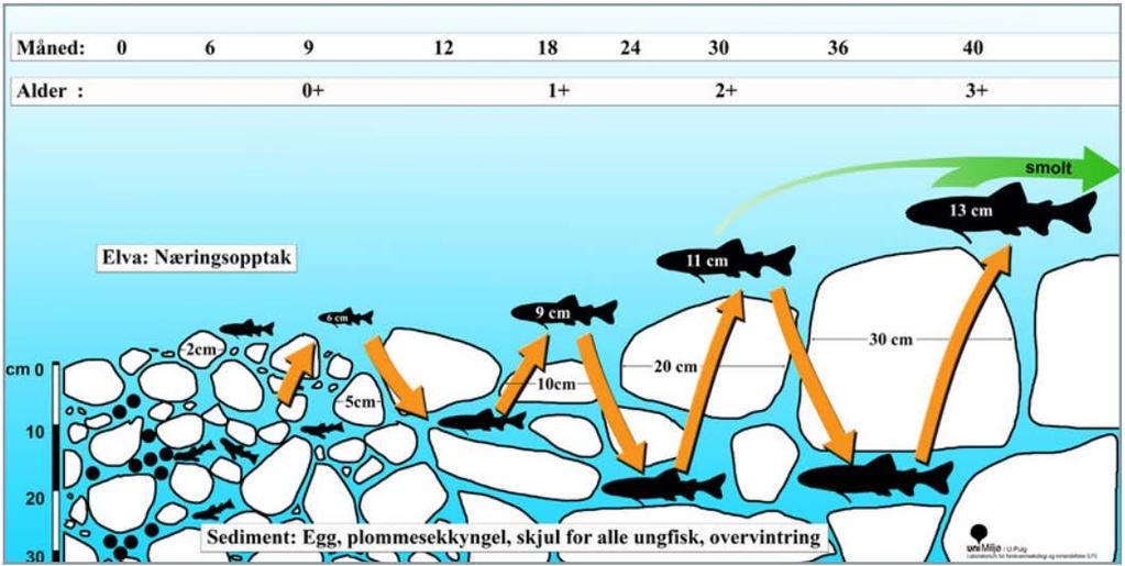 mot predasjon) Hulrom tilpasset alle aldersklasser av ungfisk Foto: