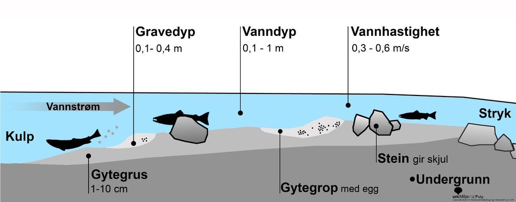 Gytehabitat Vanndyp 10 100 cm Vannhastighet; 0,3-0,6 m/s Kornstørrelse substrat