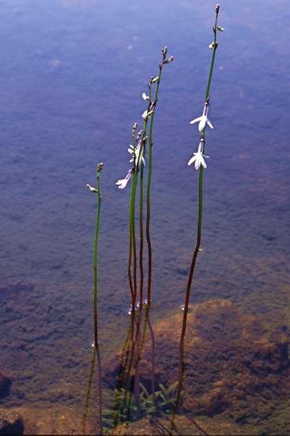 Lobelia dortmanna