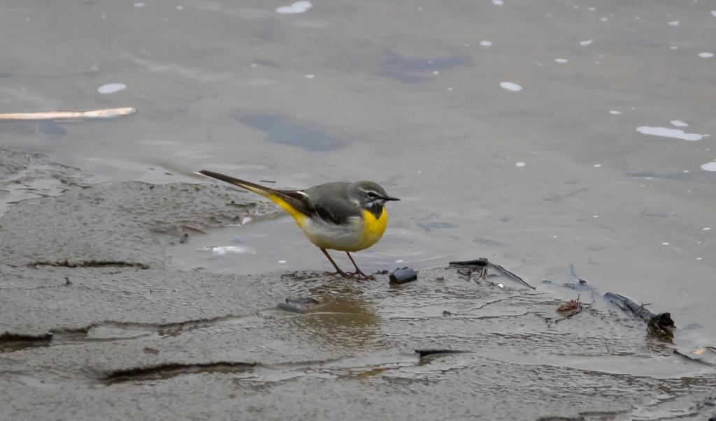 Både strandsnipe og vintererle (bilde) holder til langs bekken Jeksla.