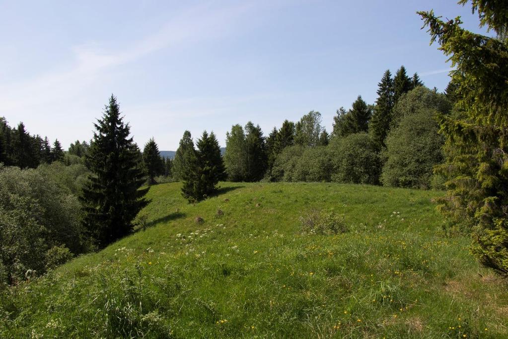 Slåttemarka kalt Nedre Skolsegg SV II i Naturbase hvor blant annet rosenfink og