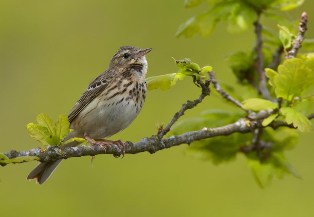 reirplass (åkerrikse), som jaktareal (hornugle) og høyere urtestengler og småbukser brukes gjerne som sangposter eller steder for å speide etter insekter under næringssøk (f.eks. buskskvett).