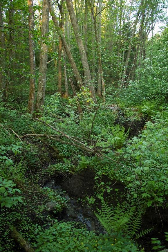 Ravineområdet er på 95 dekar og har fått ravineverdien C for geotopkvalitet. Den frodige løvskogen i den nordlige delen av ravinen har et rikt fugleliv.