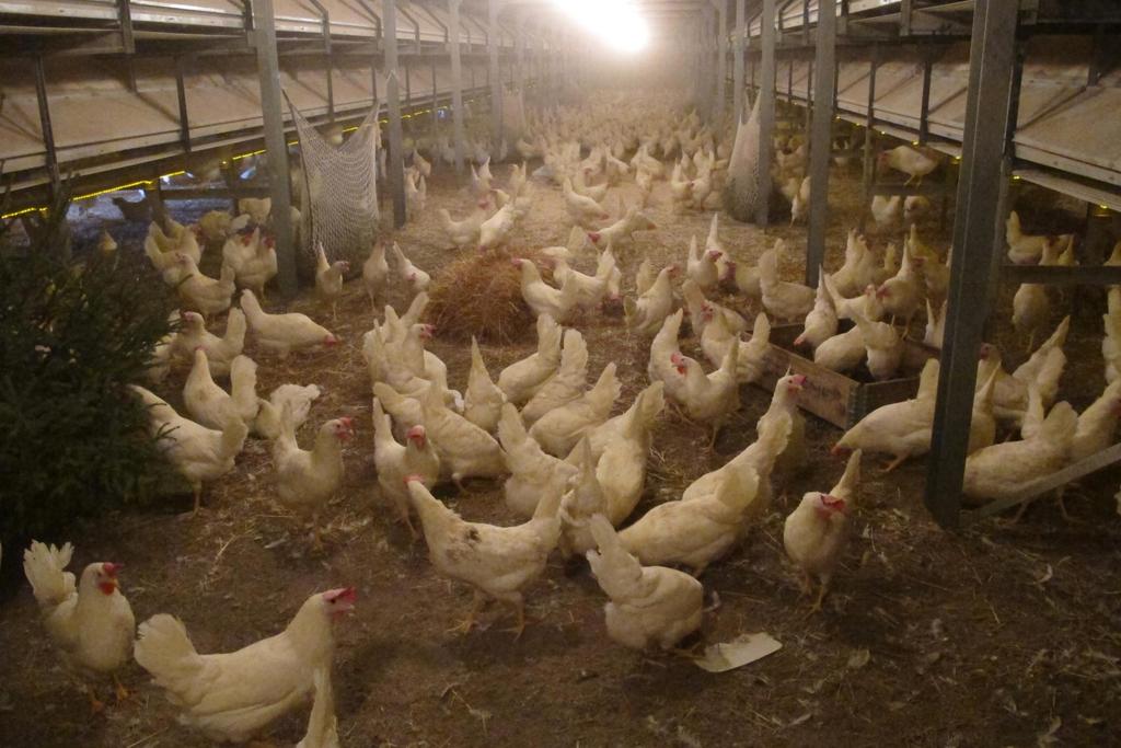 Miljøberikelse til høner, kalkuner og foreldredyr - hvorfor?