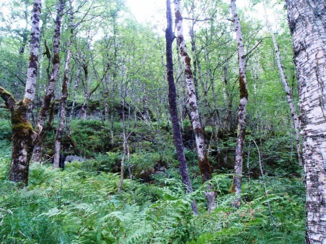 A: B: Figur 2. Skarvefossen. A: Storbregneskoger med bl.a. ask og osp. B: Styva alm. Begge fra området helt øst i forvaltningsområdet. Foto: Linn Eilertsen.