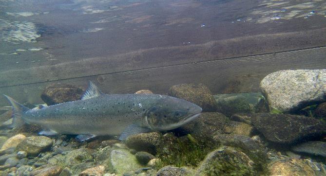 Rømt fisk genetiske interaksjoner Uønsket genetisk endring i villakspopulasjonene på grunn av innkrysning fra rømt oppdrettslaks Avhenger av andel rømt laks på gyteplassene, karakteristikk hos