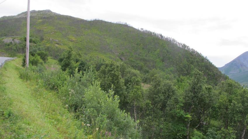 2 Observasjoner fra befaring og studie Topografi og vegetasjon Det aktuelle planområdet ligger i en nordvendt skråning, på kart også omtalt som Bjørnhaugen.
