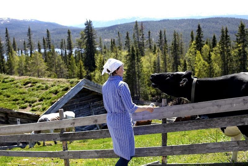 Nordmenn Likner svensker: breddegrad, gener, kultur, livsstil, velstand verdens høyeste insidens av hoftebrudd Foto: Torborg