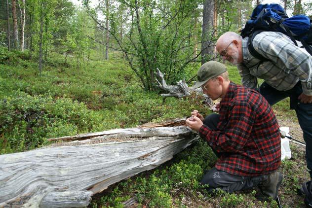 11 foreningene. Samarbeid med Midt-Troms naturlag og Nordnorsk Botanisk Forening. Funn er rapportert under «Kartlegging av rødlistearter- Sabima.». 36 deltakere.