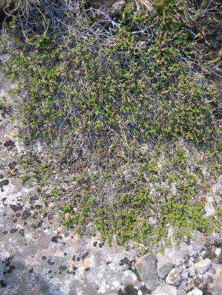 Musøre (Sali herbacea), polarvier (Sali polaris), krekling (Empetrum nigrum), greplyng (Loiseleria procumbens) kan nevnes som ofte forekommende arter.