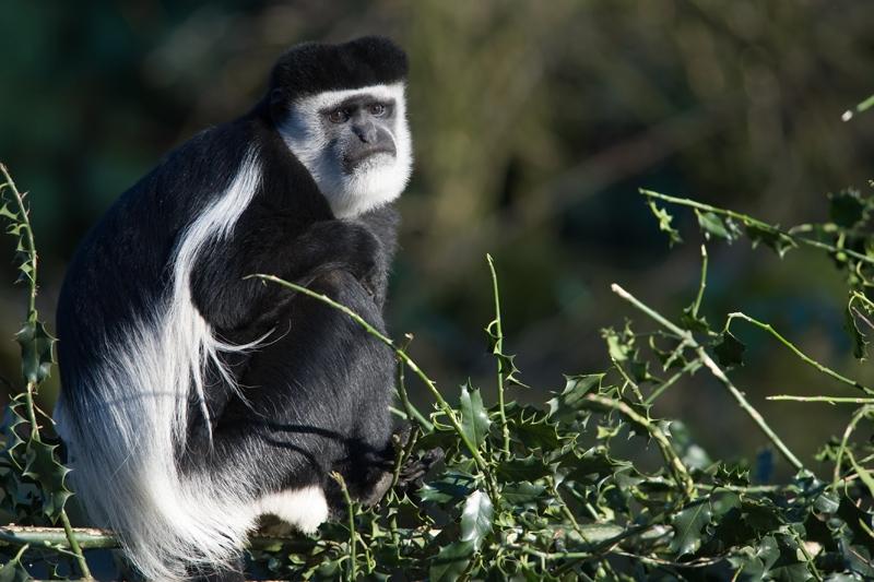 Dag 6: Kumasi Boabeng-Fiema Larabanga Mole Nationaal Park Je verlaat Kumasi en rijdt naar het noordelijk deel van Ghana. De rit voert langs plattelandsdorpjes waar voedsel wordt geproduceerd.