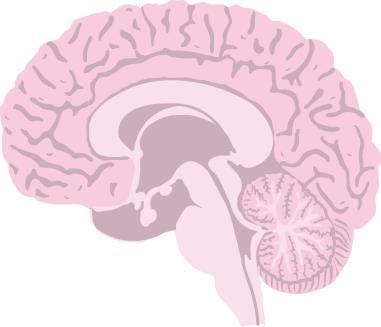 Subkortiale/cerebellære oppgaver Basalgangliene Prosedural hukommelse (kortikostriatale baner) Vaner (tvang), regelmessighet Responslæring Cerebellum: Cerebrums hjelper
