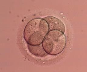 IVF-lab: Lengre dyrkning av embryo og