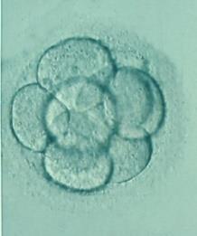 in vitro behandling av