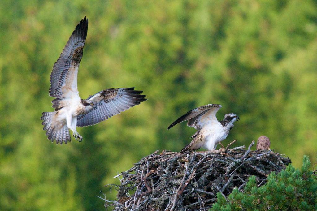 August: Trening Den første helgen i August er det bare to unger på reiret. Den minste ungen døde i løpet av den siste uken av Juli. De to største er nå fullt ut flygedyktige.