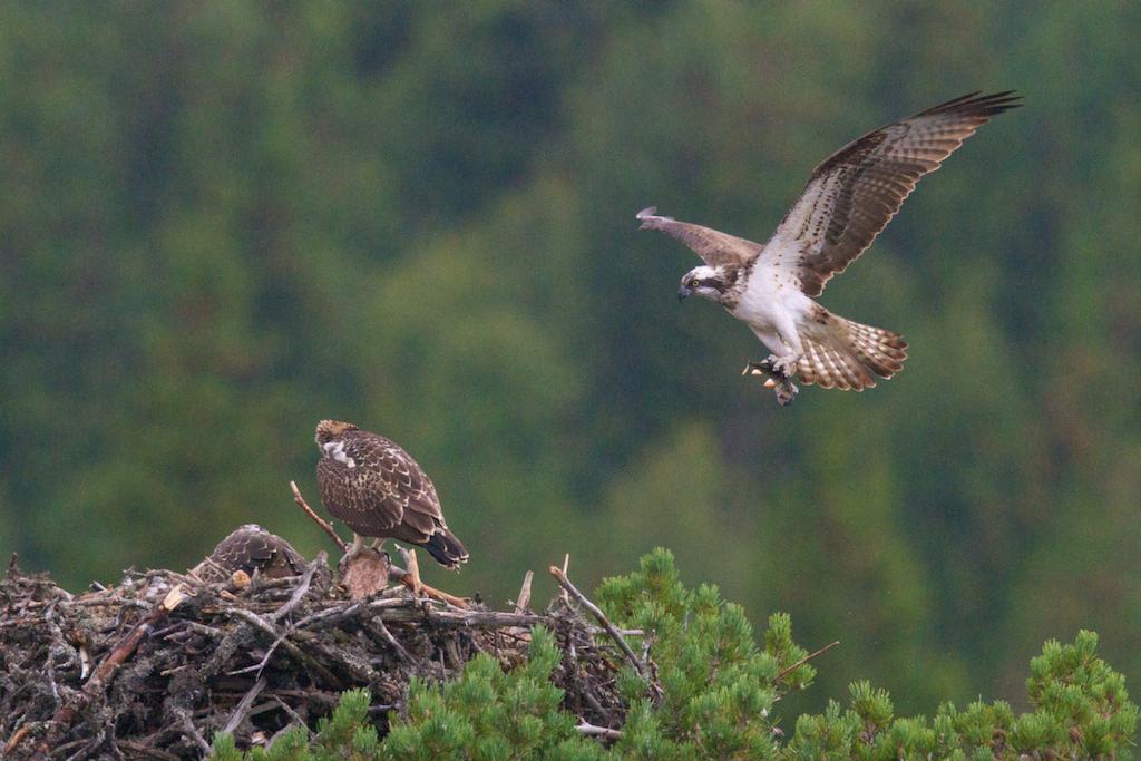 Hunnen leverer et par abbor i August mens hannen