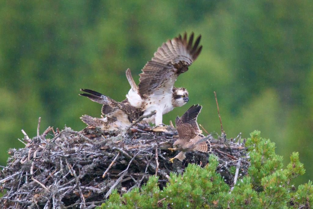 Siste gang jeg observerte en konflikt mellom falkene og fiskørnene var 19. Juli da tårnfalkhunnen kom med et skinnangrep før hun forsvant inn under reiret.