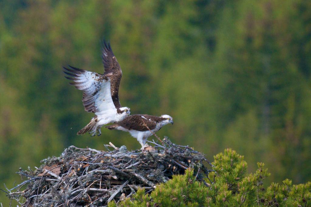 Hannen kommer inn med fisk 2-3 ganger om dagen. Hunnen tar over fisken og flyr vekk fra reiret for å spise. Hannen tar over rugingen mens hunnen spiser.