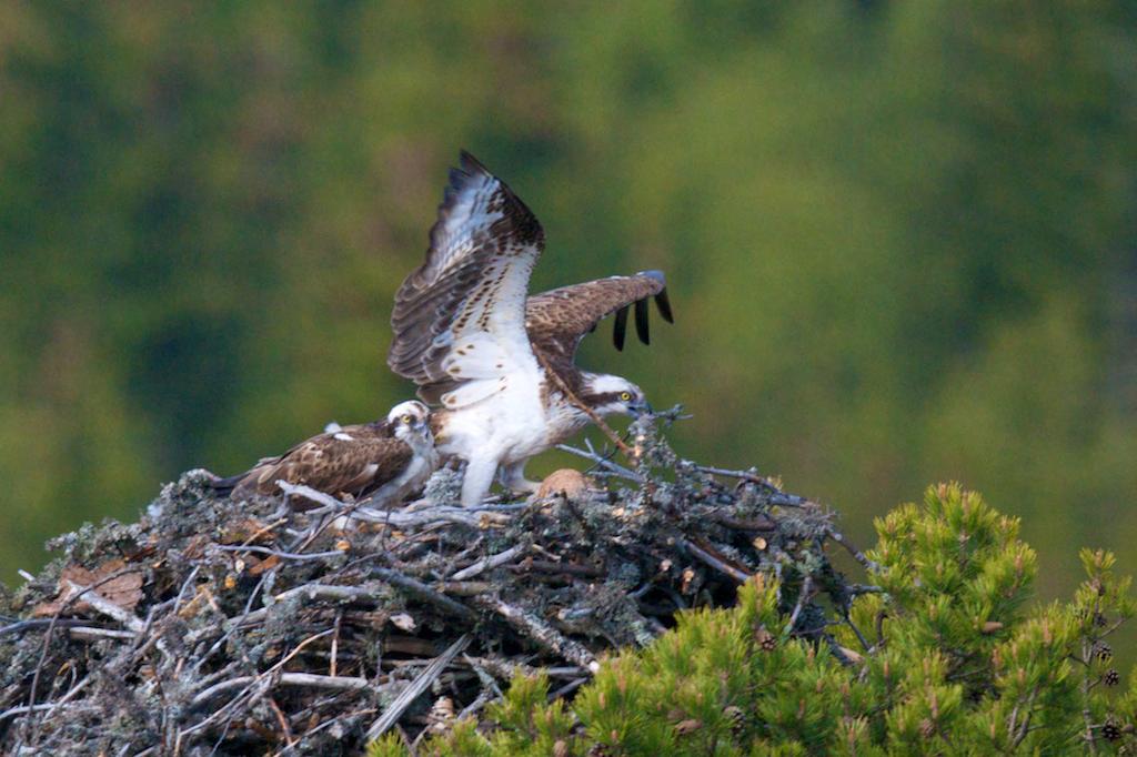 Det er stort sett hunnen som henter reiremateriale (tørrkvister og mose) til reiret.