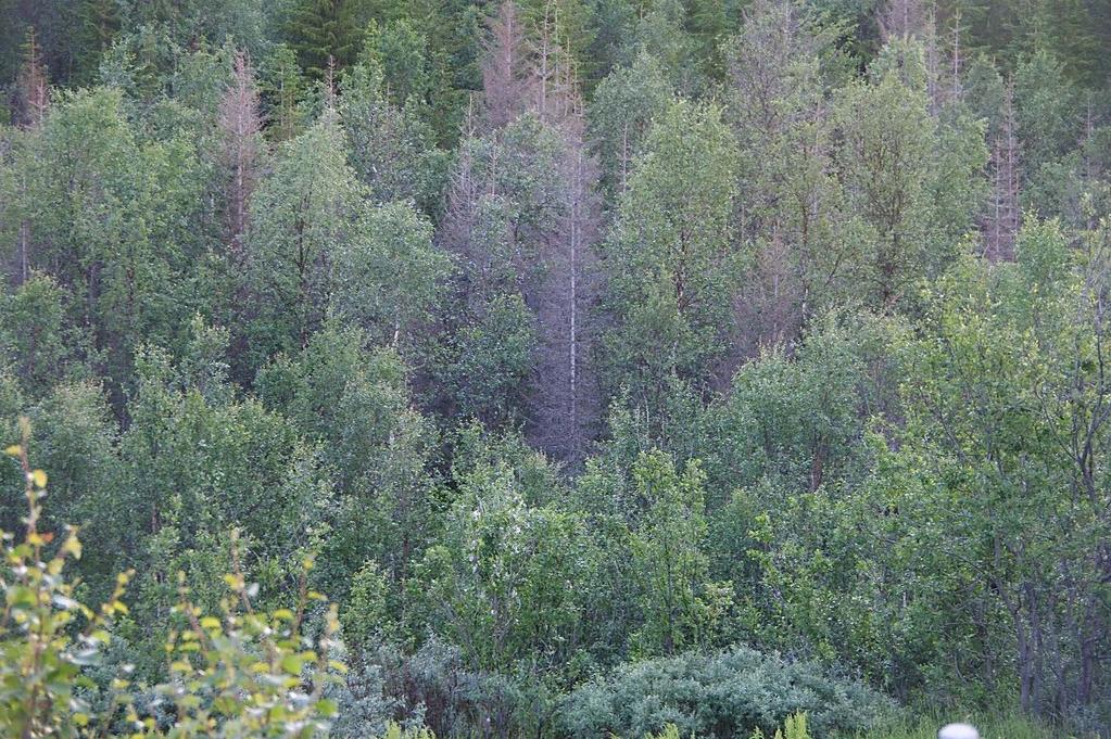 NINA Prosjektnotat xxx Figur 3. Granplantasje på Senja, Troms. En stor andel av trærne døde etter en vinter med vekslende vintervær. Trolig er frosttørke årsaken til døden.