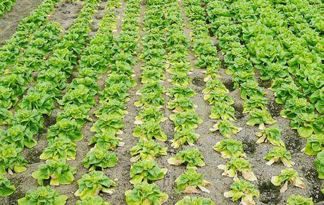 Fusarium i salat Fusarium oxysporum på frammars.