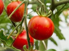 Drømmesuppe Dette er en mettende tomatsuppe som kan varieres med sesongens grønnsaker.