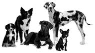 deg og din hund eller katt. Animal Therapy: Mob: 45883919 post@animaltherapy.