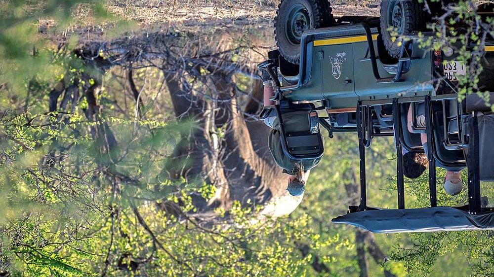 Eksklusiv safari på Klaserie River Safari Lodge Ta med venner og familie på en forrykende safari i Sør-Afrika!