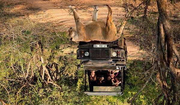 Klaserie River Safari Lodge er en mindre lodge med kun 11 rom hvor 2 av rommene er familierom.