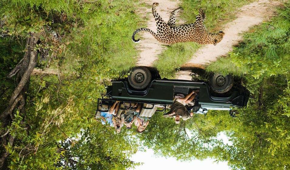 På safari i Kruger National Park område. Hvis man ønsker kan man ta en rolig morgen, sove litt lenger og vente med en ny safari om ettermiddagen.