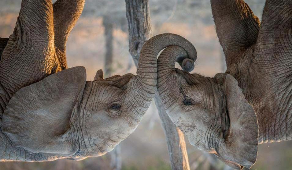 Elefanter som leker i Kruger Nasjonalpark morgenen i Thornybush området eller vandresafari på lodgens område. Dere er tilbake om formiddagen hvor dere kan slappe av og nyte en god lunsj.