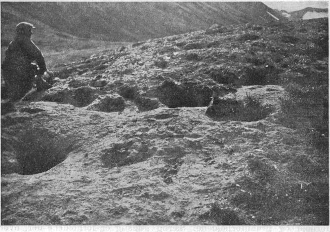 12 1305) Fig. 7. Revehi 1 Dyrstaddalen syd for Bellsund. A. K. Orvin fot. 11>fT 1936.