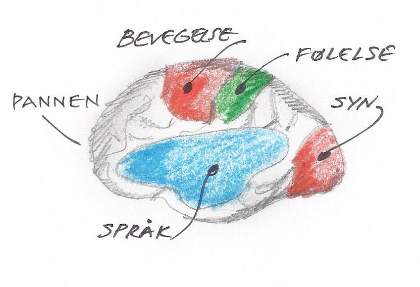 Hva skjer i hjernen?