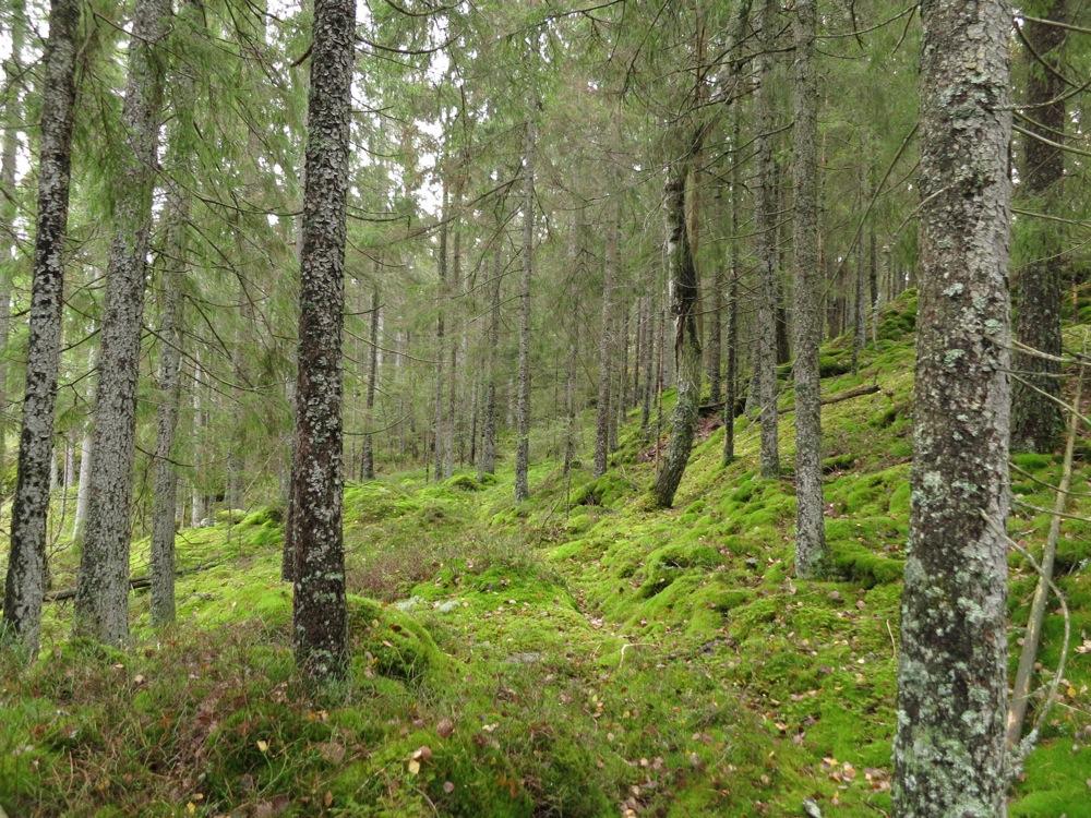 inngår på grunnlendte