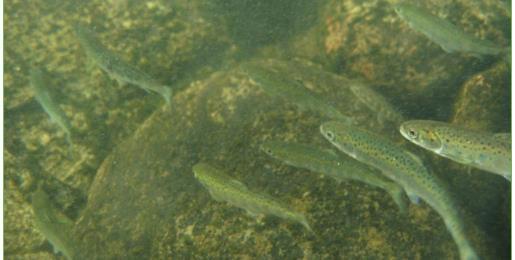 Figur 8: Utvandring av smolt i Tanavassdraget skjer relativt tidlig på sommeren. Foto: Eero Niemelä.