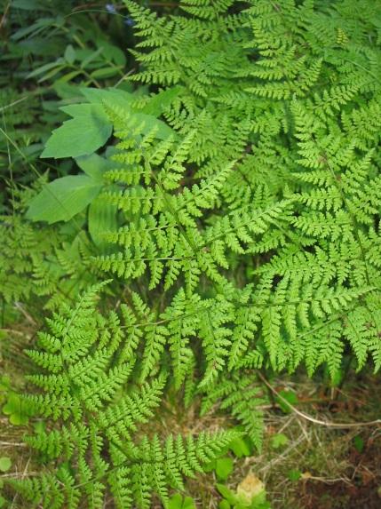 Ill.: Grønnburkne Asplenium viride. Foto: JW Ill.: Hengeving Phegopteris connectilis. Foto: JW Ill.: Smørtelg Oreopteris limbosperma.