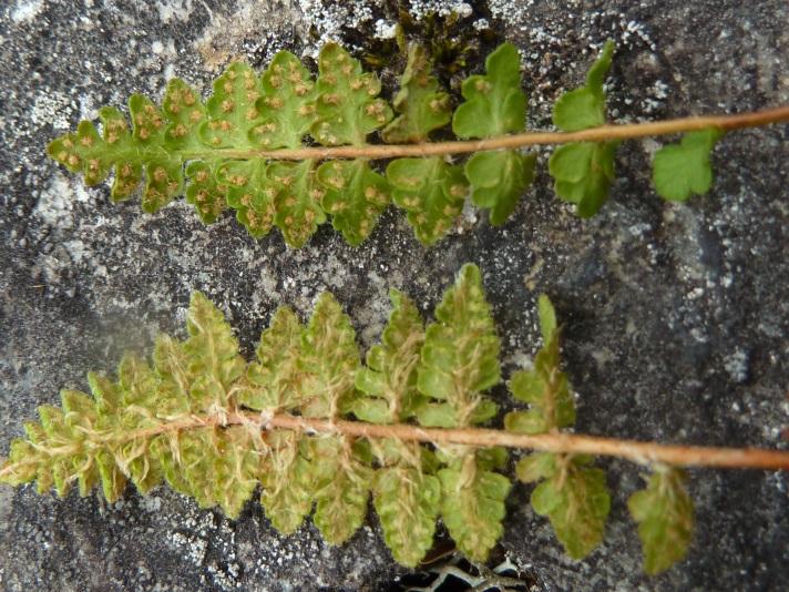 Den er karakteristisk tett tuedannende, med lansettformete enkeltfinnete blad med smale finner, og utpreget heterofylli: de vegetative bladene har noe breiere finner og ligger utover bakken, mens de