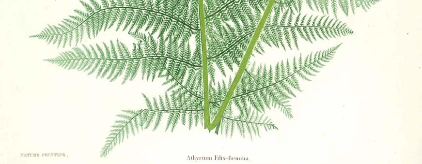 : Skogburkne Athyrium