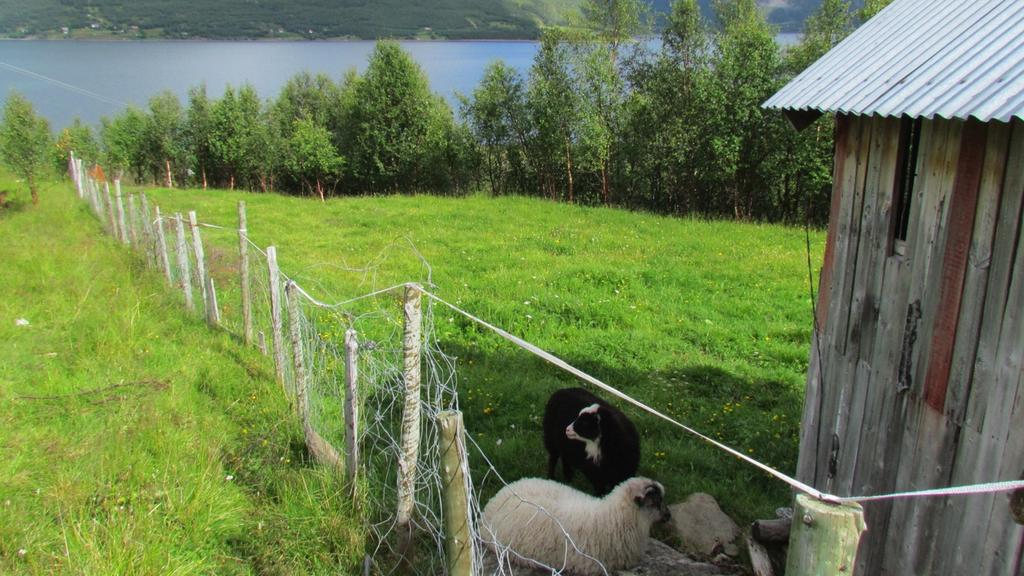 Den delen som er nordøst for den lille sauefjøsen man ser taket av øst i bildet har en innhengning med villsau på beite.