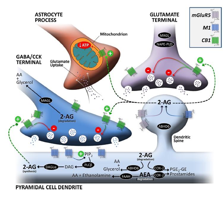 Det endocannabinoide