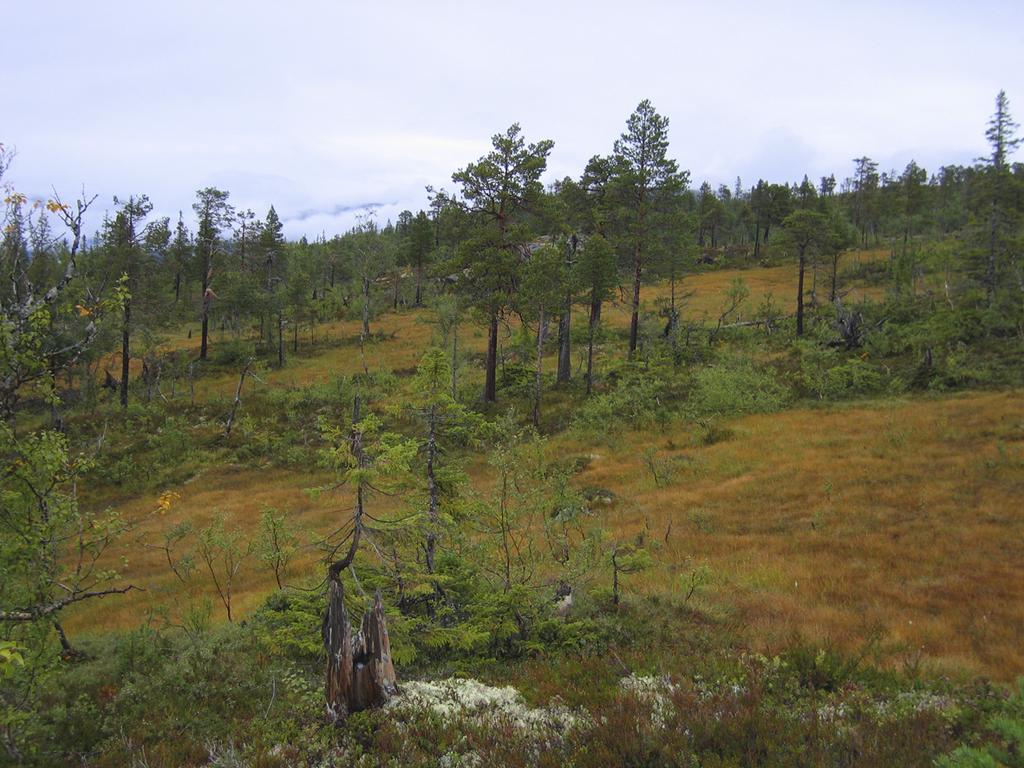 Bjørkeskogen dominerer med stedvis en del gran i undersjiktet som er på