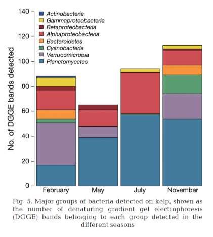 seaweed = no lumpfish die from disease in fishfarm =