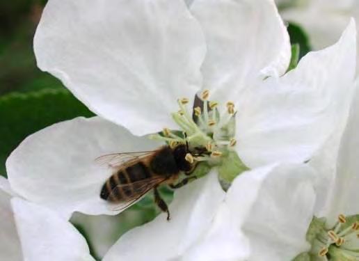 Utleie av bier til pollinering