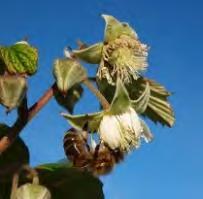 Muligheter innen norsk birøkt Birøkt er en sentral del av norsk landbruk Marked for mer norsk honning Behov for flere bier til pollinering Norsk honning har unike