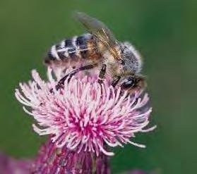 Bier og blomster Samspill i naturen Selbestøve