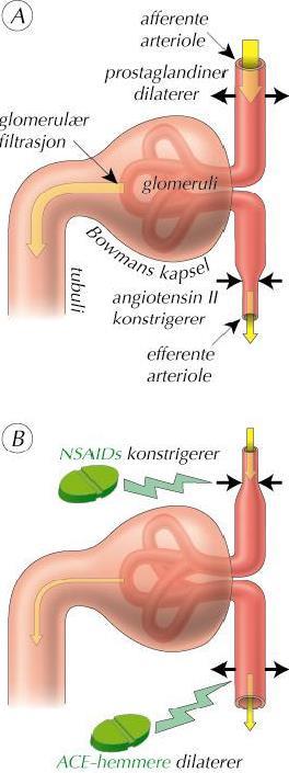 NSAIDs & ACE/ARB Mekanismer Ytterligere
