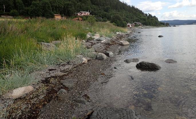 MARINT NATURMANGFALD Ned mot strandsona ved Velvang veks ulike saltvassassosierte planter (figur 8), til dømes strandrug (Leymus arenarius), strandreddik (Cakile maritima) og strandstjerne (Tripolium