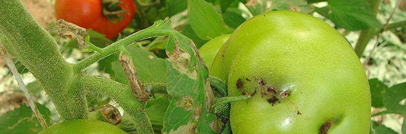 Risikovurdering av tomatmøll (Tuta absoluta) Tomatmøll har sør-amerikansk opprinnelse. 2006 Funnet i Spania, i løpet av få år spredt i Europa.