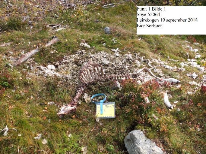 Espen Nerødegård Har totalt mistet 10 lam og 2 søyer. 1 lam er bekreftet drept av gaupe og det er funnet rester av 2 lam med ukjent dødsårsak.